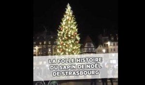 La folle histoire du sapin de Noël de Strasbourg