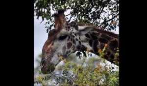 Un cinéaste tué par une girafe lors du tournage d'un film