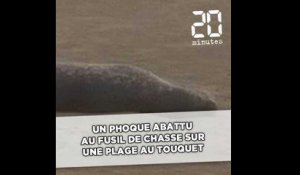 Un phoque abattu au fusil de chasse sur une plage au Touquet