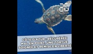 Côte d'Azur: Récupérée mal en point, la tortue Léopold soignée et remise en liberté