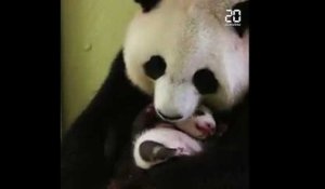 Le bébé panda du zoo de Beauval a bientôt 2 mois