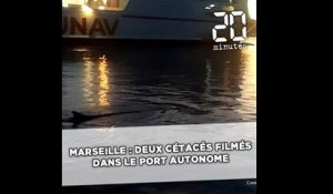 Marseille: Deux cétacés filmés dans le port autonome