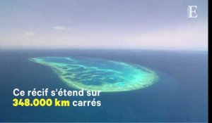 Plus de 300 millions d'euros pour sauver la Grande barrière de corail
