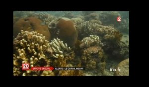 La barrière de corail australienne en danger