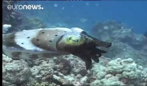 Grande Barrière de corail : une hécatombe "catastrophique"