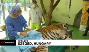 Igor, le tigre opéré pour ses douleurs articulaires