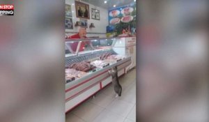 Turquie : Un chat fait ses courses chez un boucher, les images insolites (Vidéo)