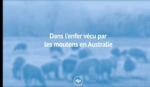 Dans l'enfer vécu par les moutons en Australie