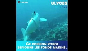 Ce poisson robot espionne les fonds marins