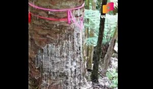 Cet arbre sacré en Nouvelle-Zélande fait pleurer ceux qui le touchent