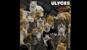 Cette île japonaise est envahie par les chats