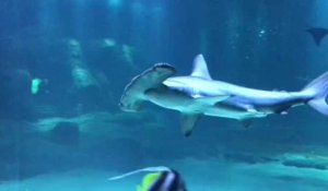 Le requin-marteau est arrivé dans le grand bassin de Nausicaà