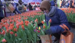 La tulipe à l'honneur aux Pays-Bas