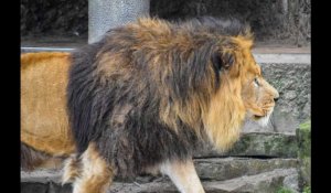 Un lion tue une jeune soigneuse qui travaillait dans un zoo aux États-Unis