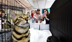 Le Costa Rica organise une exposition internationale de chats