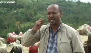 Café : les producteurs éthiopiens en crise