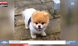 Le chien le plus mignon du monde est décédé (vidéo)