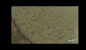 Australie : arbres morts dans un lac