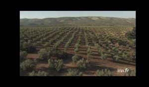 Espagne : oliveraie