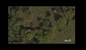 Kenya : éléphants au milieu des arbres