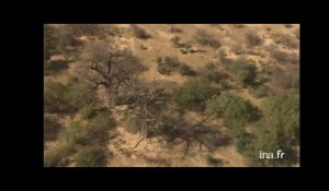 Sénégal : baobabs dans la savane