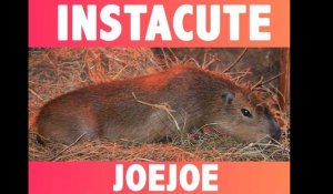 INSTACUTE : JoeJoe le capybara le plus mignon d'Instagram !