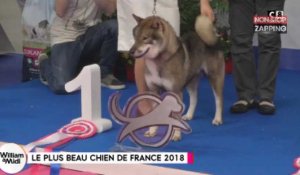Découvrez le plus beau chien de France 2018 (vidéo)