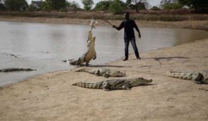 Au Burkina Faso, le crocodile est le meilleur ami de l'homme