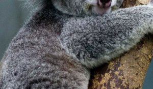 L'Australie veut sauver les koalas 