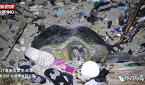 Australie : Une tortue de mer pond ses œufs sur une plage infestée de déchets (vidéo)