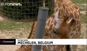 Belgique : Barbie la girafe a donné naissance à un petit Twiga