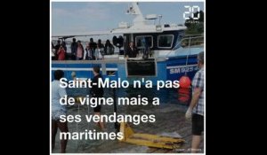 Les traditionnelles vendanges maritimes de Saint-Mao se sont tenues ce dimanche