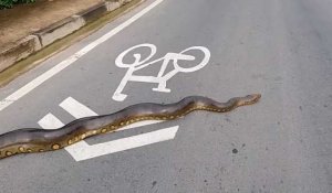 Thaïlande : un énorme anaconda traverse la route (vidéo)