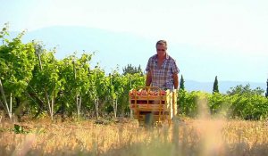 En Provence, à l'assaut du Mont Ventoux