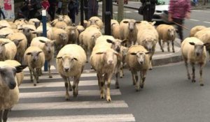 Mais que font ces moutons en ville ?