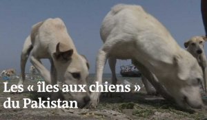 Des chiens abandonnés survivent sur des îles désertes au Pakistan