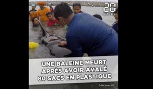 Une baleine meurt après avoir avalé 80 sacs en plastique