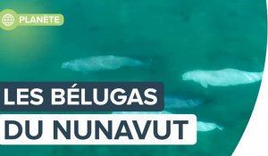 Les bélugas du Nunavut vus par Florian Ledoux | Futura