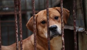 Eleveur de viande canine en Corée du Sud, un métier de chien