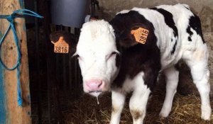 Entraigues : trois vaches tuées de plusieurs balles dans un champ