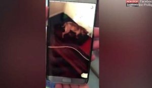 Une adolescente se filme sur Snapchat en train de frapper un chiot (vidéo)
