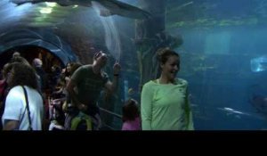 Open d'Australie 2018 - Maria à l'aquarium avant de jouer Maria Sharapova à Melbourne