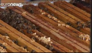 Les eurodéputés au chevet de l'apiculture