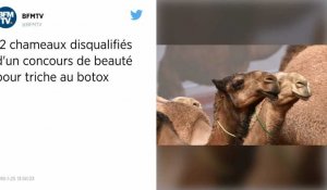 2 chameaux disqualifiés d'un concours de beauté pour triche au botox.