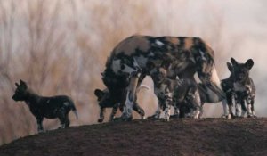 Première sortie des chiots sauvages d'Afrique du zoo de Chester