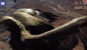 Etats-Unis : Un aigle attaque et détruit un drone (vidéo)