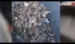 Une montagne de rats : la vidéo choc d'un éboueur parisien