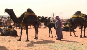 Dans un concours saoudien de chameaux, la beauté sans botox