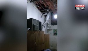 Brésil : Un âne détruit le toit d'une maison, les images insolites (Vidéo)