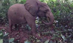 Au Gabon, des éléphants à collier contre les braconniers